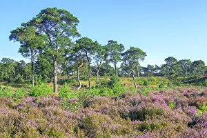 Gymnosperm Prints: Scots pines (Pinus sylvestris) and flowering Common heather (Calluna vulgaris) in heathland
