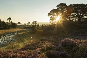 Images Dated 17th August 2016: Scots Pines (Pinus sylvestris) and flowering heather moorland at sunrise, Abernethy