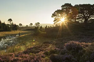 Ericaceous Prints: Scots Pines (Pinus sylvestris) and flowering heather moorland at sunrise, Abernethy