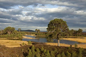 Scots pines (Pinus sylvestris) and regeneration on moorland, Abernethy, Cairngorms National Park