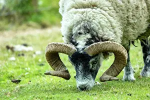 Inner Hebrides Prints: Scottish blackface sheep grazing, Isle of Mull, Scotland, UK. June