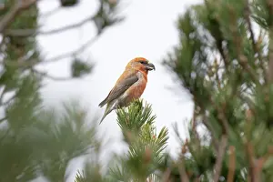Carduelinae Prints: Scottish crossbill (Loxia scotica) or Parrot crossbill (Loxia pytyopsittacus) male