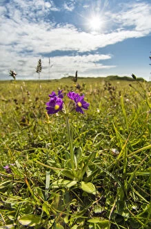 Tracheophyta Collection: Scottish primrose (Primula scotica) native only on the northern coast of Scotland