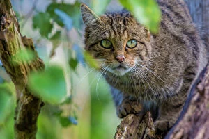 Predation Gallery: Scottish wildcat (Felis silvestris grampia) captive, endemic to Scotland. September