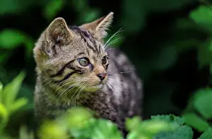 Scottish wildcat (Felis silvestris silvestris) kitten, cautiously emerging from undergrowth