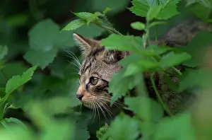 Kitten Prints: Scottish wildcat (Felis silvestris silvestris) kitten