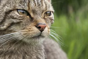 Images Dated 14th June 2013: Scottish Wildcat (Felis sylvestris), captive, UK, June