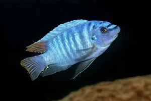 Scaly Prints: Scrapemouth mbuna cichlid (Labeotropheus trewavasae) swimming