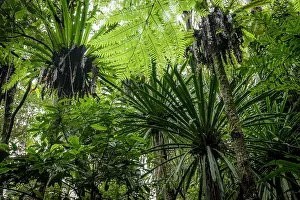 Lilianae Prints: Screw pine (Pandanus sp.) trees in forest, Marojejy National Park, Madagascar