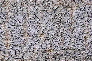 Helotiaceae Prints: Script lichen (Graphis scripta) growing on Beech tree trunk