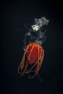 Eduse Prints: Scuba diver with Helmet jellyfish (Periphylla periphylla)