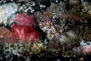 Protector Prints: Sculpin (Icelinus pietschi) male