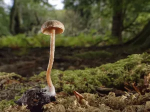Mushroom Prints: Scurfy twiglet mushroom (Tubaria furfuracea) growing from Beech mast (Fagus sylvatica) on mossy woodland floor