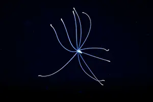 Actiniaria Prints: Sea anemone (Actiniaria) larval stage