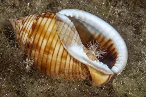 Anthrozoan Gallery: Sea anemone (Calliactis parasitica) usually associated with hermit crabs