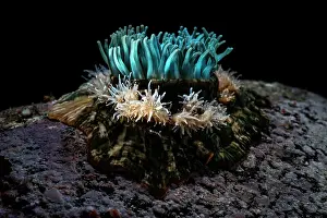 Actiniaria Prints: Sea anemone (Epiactis japonica) surrounded by juveniles on seabed