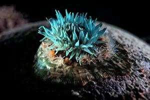 Actiniaria Prints: Sea anemone (Epiactis japonica) surrounded by juveniles on seabed