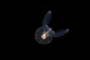Shape Prints: Sea angel (Gymnosomata sp.) swimming in open sea at night