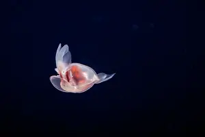 Black Background Prints: Sea angel (Hydromyles globulosus) portrait
