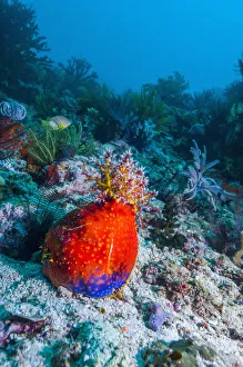Sea apple (Pseudocolochirus violaceus) Komodo National Park, Indonesia