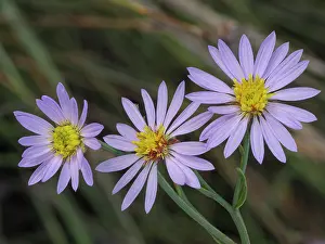 Sunflower Family Prints: Sea aster (Tripolium pannonicum) in flower, Lido di Tarquinia, Lazio, Italy. October