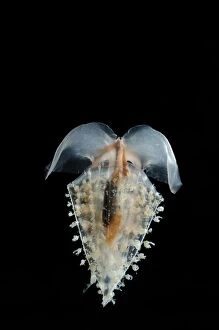 Images Dated 9th November 2007: Sea butterfly {Clio recurva} (a thecosomate pteropod), Atlantic ocean