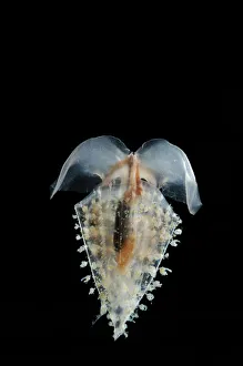 Sea butterfly {Clio recurva} (a thecosomate pteropod), Atlantic ocean