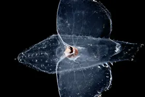 Deep Sea Prints: Sea butterfly (Cymbulia peronii) portrait