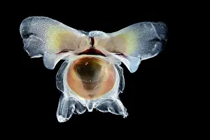 Deep Sea Prints: Sea butterfly (Diacavolinia limbata) portrait