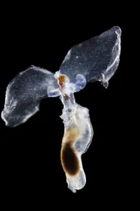 Sea butterfly (Hyalocylix striata) captive from Atlantic Ocean off Cape Verde