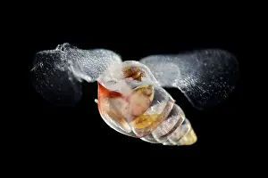 Deep Sea Prints: Sea butterfly (Limacina bulimoides) portrait, a swimming predatory sea snail