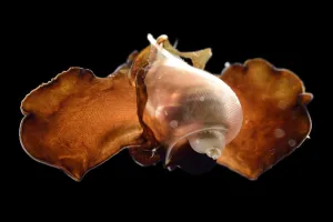 Sea butterfly (Peraclis bispinosa) captive deep sea species from Atlantic Ocean off