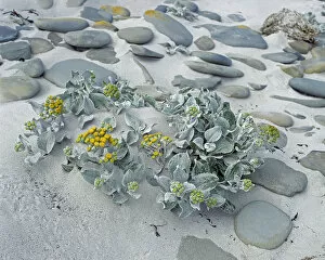 Sea cabbage (Senecio candicans) amongst pebbles on sandy seashore. Sea Lion island