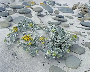 Heather Angel Prints: Sea cabbage (Senecio candicans) amongst pebbles on sandy seashore. Sea Lion island