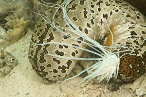 Sea cucumber (Bohadschia argus) which has ejected a part of its internal organs called
