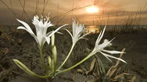 Sea daffodil / lily (Pancratium maritimum) flowers open in late afternoon and remain open overnight