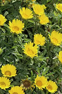 Asterales Prints: Sea daisy (Asteriscus maritimus) in flower, Cala Ratjada, Majorca, Balearic Islands. April