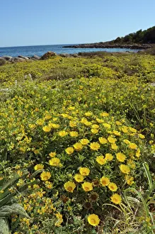 Asterales Prints: Sea daisy (Asteriscus maritimus) in flower, Cala Ratjada, Majorca, Balearic Islands. April