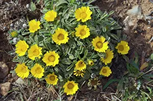 Asterales Prints: Sea daisy (Asteriscus maritimus) in flower, Cala Ratjada, Majorca, Balearic Islands. April