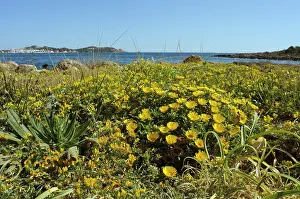 Asterales Prints: Sea daisy (Asteriscus maritimus) in flower, Cala Ratjada, Majorca, Balearic Islands. April