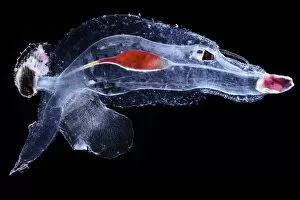 Sea elephant (Cardiopoda placenta), marine pelagic gastropod mollusc in the family