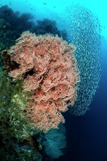 School Prints: Sea fans (Melithaea sp.) and schooling Mottled fusiliers (Dipterygonotus balteatus) on a coral reef
