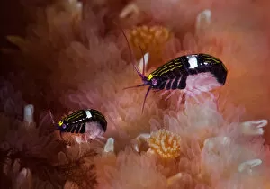 Amphipoda Gallery: Sea fleas (Chromopleustes oculatus) on dorsal surface of a Giant sunflower seastar