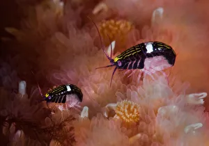 North Pacific Prints: Sea fleas (Chromopleustes oculatus) on dorsal surface of a Giant sunflower seastar