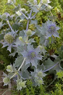 Umbelliferae Prints: Sea holly (Eryngium maritimum) in flower, Portugal. June
