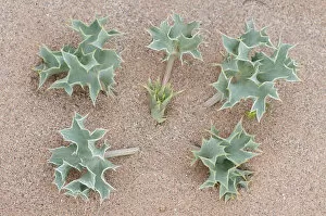 Spain Collection: Sea holly (Eryngium maritimum) growing in sand dune, Menorca, Balearic Islands, Spain