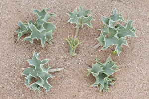 Images Dated 12th May 2009: Sea holly (Eryngium maritimum) growing in sand dune, Menorca, Balearic Islands, Spain
