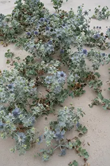 Umbelliferae Prints: Sea holly (Eryngium maritimum) growing on sand dune, Portugal. June
