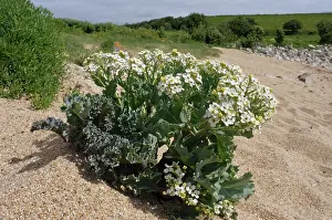 Mustard Prints: Sea-kale (Crambe maritima) in flower on beach, St Mary's, Isles of Scilly, UK. May