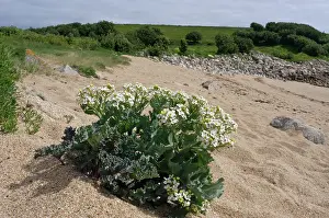 Sea-kale (Crambe maritima) in flower on beach, St Mary's, Isles of Scilly, UK. May
